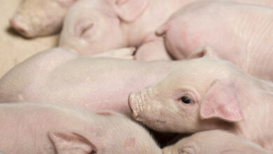 Photo of Danmarks rolle i global eksport af svinekød