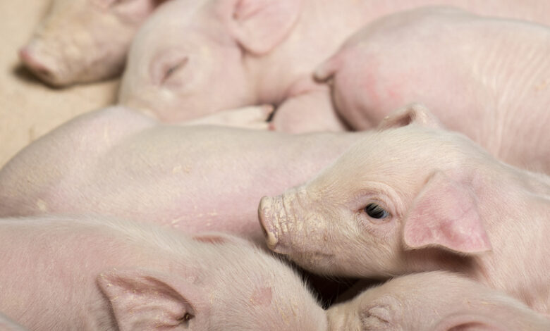 Photo of Danmarks rolle i global eksport af svinekød